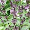 Базилик (Ocimum)